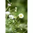 intragarten gmbh Bodendecker Erigeron Karvinskianus