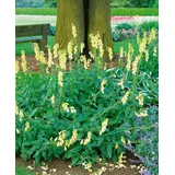 PlantaPro Digitalis grandiflora 9x9 cm Topf – Winterhart, Mehrjährig, Pflegeleicht – Großblütiger Fingerhut – Staude für Beet & Naturgarten