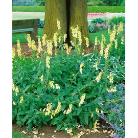 PlantaPro Digitalis grandiflora 9x9 cm Topf – Winterhart, Mehrjährig, Pflegeleicht – Großblütiger Fingerhut – Staude für Beet & Naturgarten