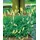 PlantaPro Digitalis grandiflora 9x9 cm Topf – Winterhart, Mehrjährig, Pflegeleicht – Großblütiger Fingerhut – Staude für Beet & Naturgarten