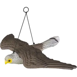 Bradas Taubenschreck Falke fliegend