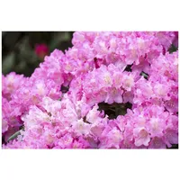 Pflanzen Für Dich Rhododendron yakushimanum 'Kalinka', rosa Blüten, 30–40