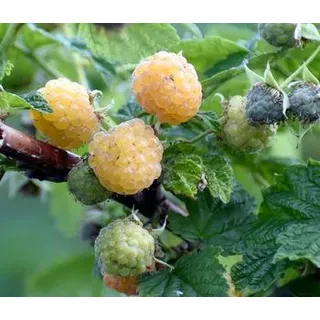 Dehner Bio Himbeere 'Sugana® Twotimer®', gelb