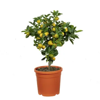 Flowerbox Calamondinorange, Citrofortunella Microcarpa - gruen