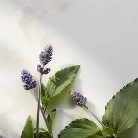 RITUALS The Ritual of Namaste Trial Set