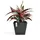 Ecopots Rotterdam 30 x 30 x 26 cm dunkelgrau