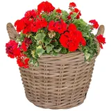 Annastore Weidenkorb Pflanzkorb aus Weide mit Henkel und Innenfolie Blumenkorb Pflanzkorb