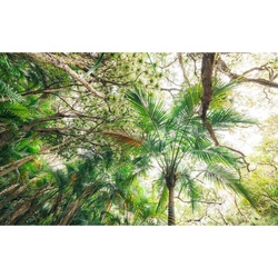Fototapete, Grün, Textil, Bäume, 450×280 cm, Tapeten Shop, Fototapeten