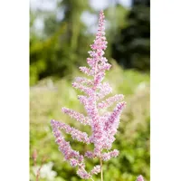 Pflanzen Für Dich Astilbe x arendsii Cattleya Prachtspiere, ca.