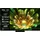 TCL 55Q7C 55 Zoll QLED MiniLED 4K Google TV
