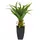 Europalms Agave im Topf, 75cm