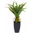 Europalms Agave im Topf, 75cm