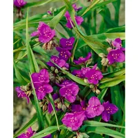 Pflanzen Für Dich Tradescantia x andersoniana Valour ca. 9x9