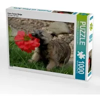 Calvendo Cairn Terrier Welpe (Puzzle)