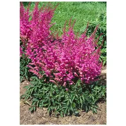 Astilbe chinensis 'Veronica Klose', Prachtspiere, rosa, ca. 9x9 cm Topf