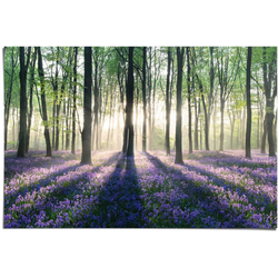 Reinders! Poster Glockenblumen im Wald, (1 Stück) lila