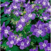 Pflanzen Für Dich Geranium sylvaticum, Storchschnabel, violett, ca. 9x9