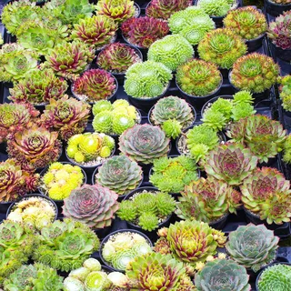 Gardeners Dream Sempervivum Mix - 20er Hauswurz Set - Winterharte Pflanzen für Garten - Echte 5-15 cm Getopfte Sukkulenten Balkonpflanzen Winterhart - Zimmerpflanzen - Steingartenpflanzen Winterhart