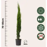Plant in a Box - Cupressus sempervirens - Höhe 70-80cm - Topf 19cm