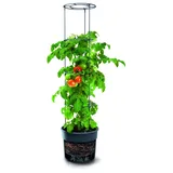 Prosperplast Tomatentopf Kunststoff anthrazit