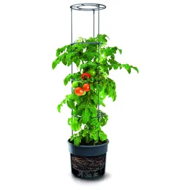Prosperplast Tomatentopf Kunststoff anthrazit