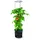 Prosperplast Tomatentopf Kunststoff anthrazit