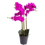 Nova-Nature künstliche Orchidee Bora (Orchideen Pflanze/Phalaenopsis) im schwarzen Kunststofftopf mit Rispen, Blättern und Luftwurzeln real Touch (Fuchsia, ca. 60 cm / 5 Rispen)