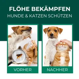 Silberkraft Flohspray Hunde und Katzen 12x500 ml Spray
