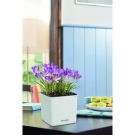 LECHUZA Cube Color Komplettset 14 x 14 x 14 cm weiß