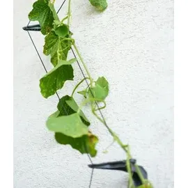 Gusta Garden Curt Cucumber 34,7 x 28,1 x 13,8 cm Blau