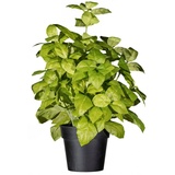 Creativ green Kunstpflanze »Basilikumbusch«, grün