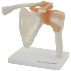 Anatomisches Modell Schultergelenk mit Bändern HeineScientific