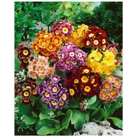 Pflanzen Für Dich Primula x pubescens, ca. 9x9 cm