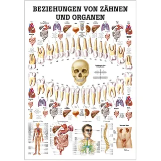Beziehungen von Zähnen und Organen Mini-Poster Anatomie 34x24 cm med. Lehrmittel, Nicht Laminiert