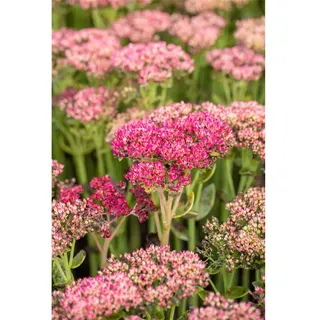 Sedum telephium 'Herbstfreude' - Großes Garten-Fettblatt 'Herbstfreude' - 9cm Topf