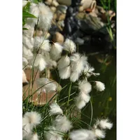 Pflanzen Für Dich Eriophorum angustifolium Wollgras, ca. 9x9 cm