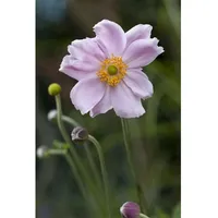 Pflanzen Für Dich Anemone tomentosa Septemberglanz Herbst-Anemone, ca. 9x9