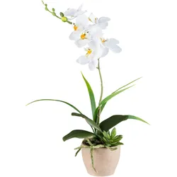 Kunstorchidee CREATIV GREEN "Orchidee Phalaenopsis", weiß, H:45cm, Kunststoff, Kunstpflanzen, mit Sukkulenten und Graszweigen arrangiert