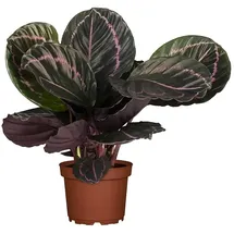 Piardino Korbmarante (Calathea Hybriden, Topfgröße: 14 cm)