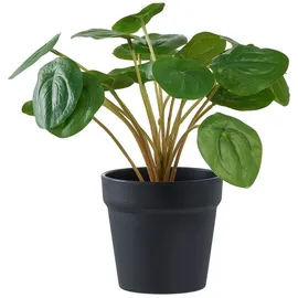 House Nordic Kunstpflanze Pelia Kunstbaum Höhe 28cm grün., House Nordic, Höhe 28 cm grün
