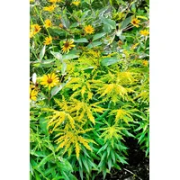 Pflanzen Für Dich Solidago x cult.'Strahlenkrone' P 0,5