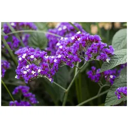 Limonium latifolium, Meerlavendel, blauviolett, ca. 9x9 cm Topf