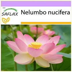 SAFLAX - Heiliger indischer Lotus - 8 Samen - Nelumbo nucifera
