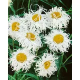Pflanzen Für Dich Staude Leucanthemum superb. Old Court, 1 St., Margerite, Gartenmargerite weiß