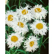 Pflanzen Für Dich Staude Leucanthemum superb. Old Court, 1 St., Margerite, Gartenmargerite weiß