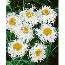 Pflanzen Für Dich Staude Leucanthemum superb. Old Court, 1 St., Margerite, Gartenmargerite weiß