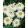 Pflanzen Für Dich Staude Leucanthemum superb. Old Court, 1 St., Margerite, Gartenmargerite weiß