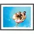AgfaPhoto APF1700WIFI Digitaler Bilderrahmen