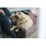 Hunter Hundesofa Boston