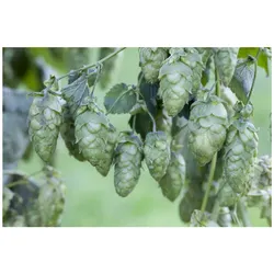 Humulus lupulus 'Hersbrucker', Hopfen, 40–60 cm
